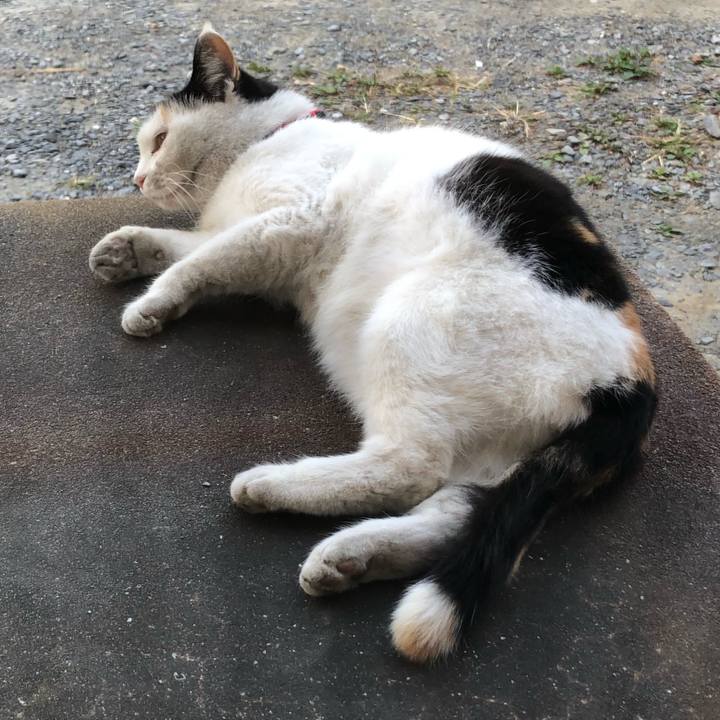 A53c5458 885b 47b7 88ac da0eeeb00a44 1605619923548