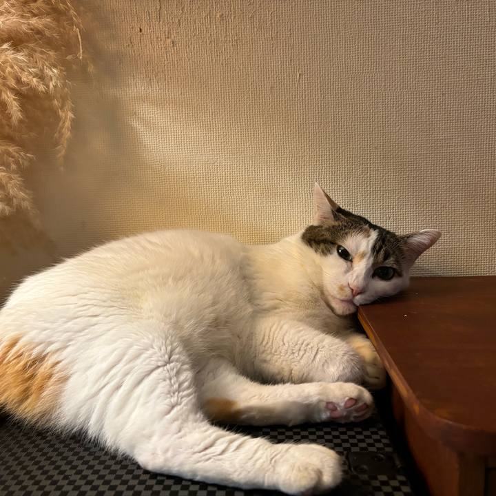 A53fc53b 96aa 41cd a13e cd0f20406c8d 1756388121153