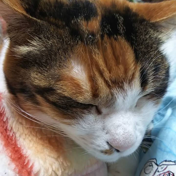 A54138f8 b31f 43ed a089 360cd496a4cc 1586494071334