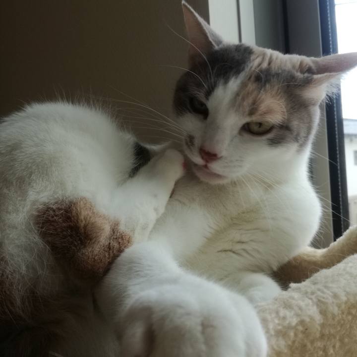 A54220cc 8899 4277 9208 21b86db2c89a 1516084027212