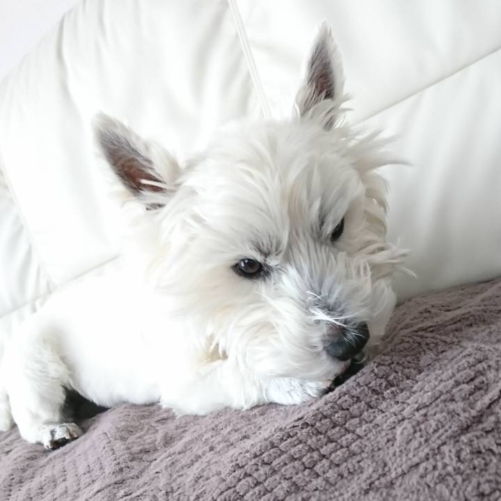 A542a5bc 1e73 4e60 9735 f5054109354b 1521813516530