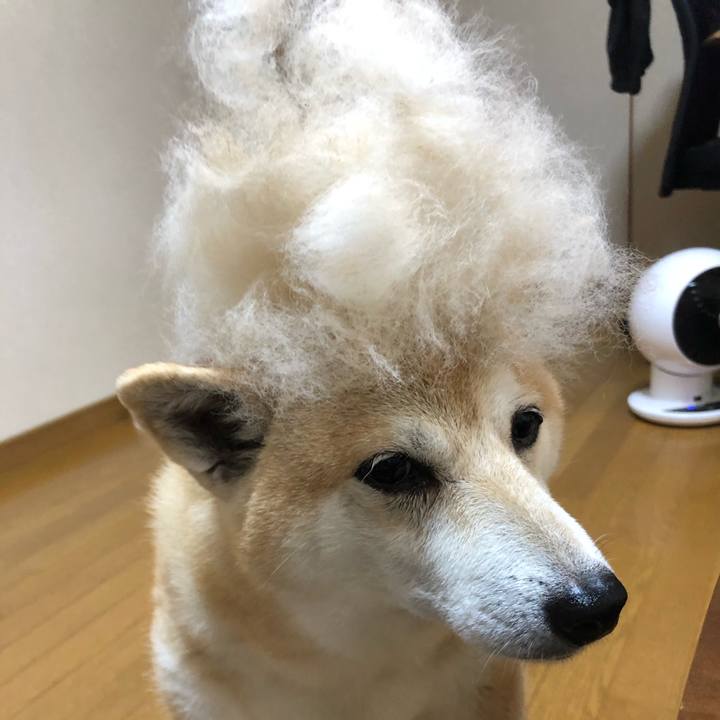 A545f1ee efd8 42da a4db 2dea72a2e36b 1594353488243