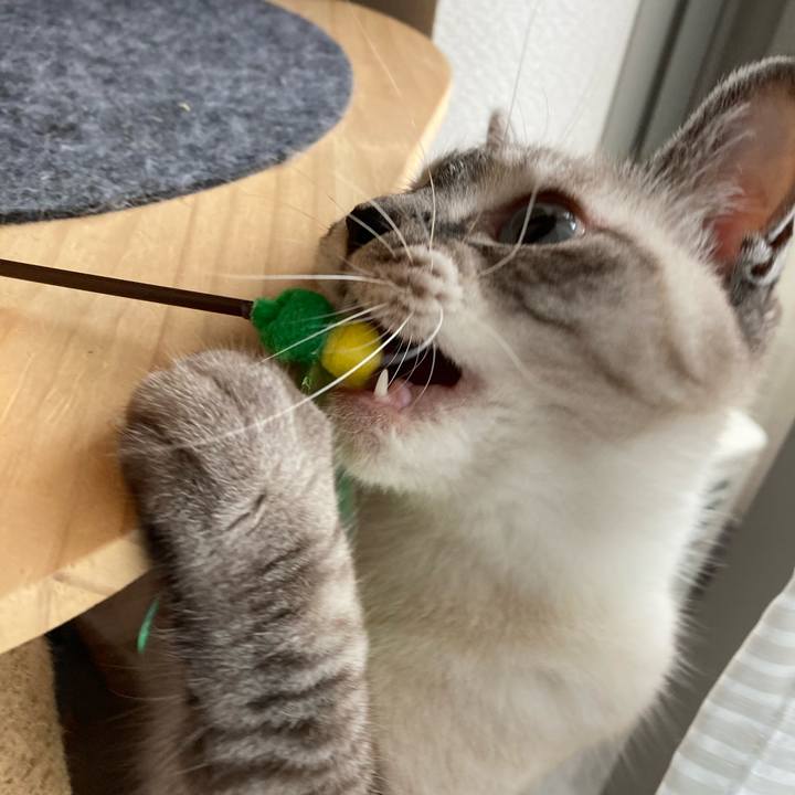 A546c54f c010 48f2 806e 6a623dd912bb 1596153758257