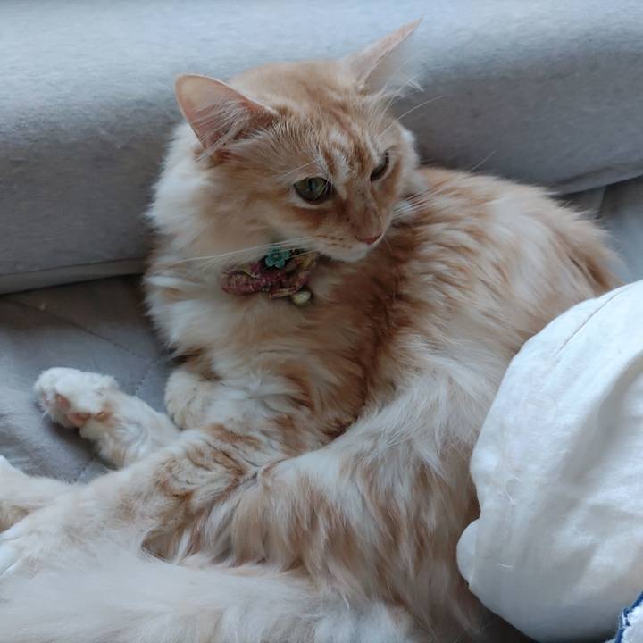 A548bf90 72ee 43e9 beaa 71190d456c0b 1699060552380