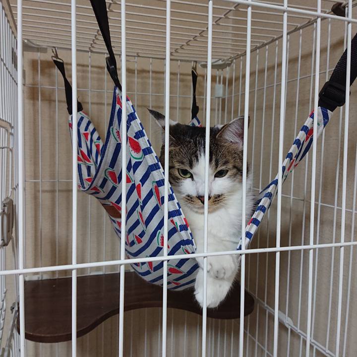 A5493ed9 4231 4f58 baa1 e4ab3019886e 1594827334437