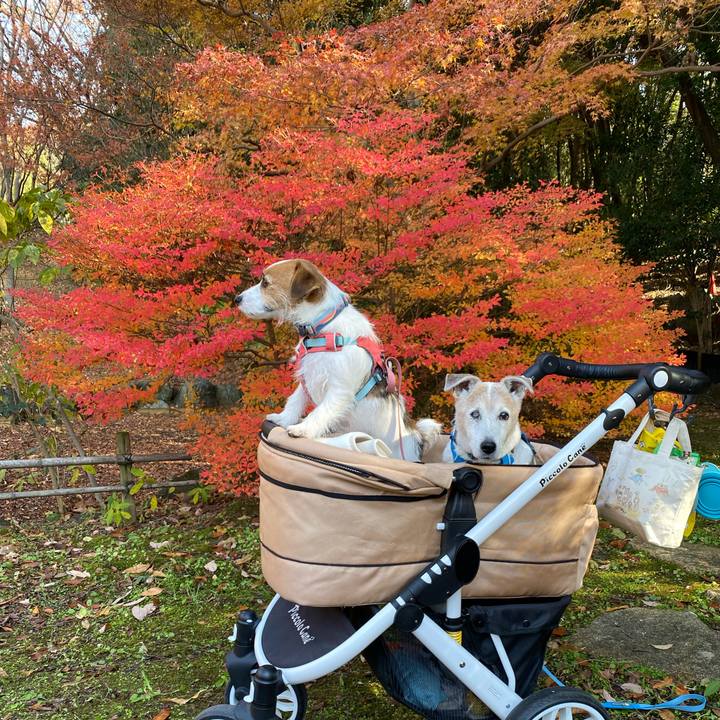 A5496e4f 429c 4212 ac13 cabeab412400 1702181787955