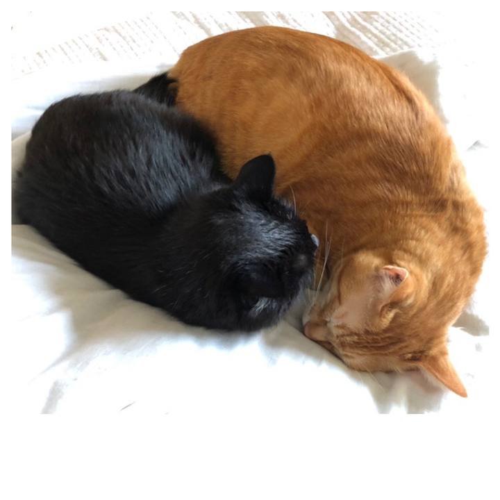 A54b7307 9f95 4ed9 8e90 d201cd6befad 1599952431427