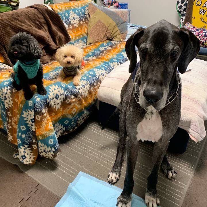 A54de7aa dab4 41c6 b724 754f08cebdcb 1606427105731