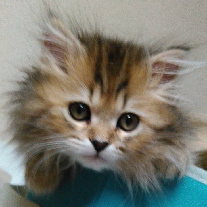 A54f8429 4473 4db2 9eea 40e85a57523b 1700659951228