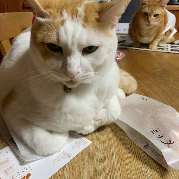 A54fd7ba ac52 477b 81a4 79ea70a945e4 1570975107334