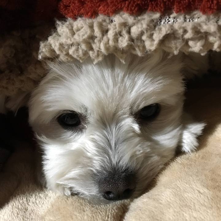 A550ae17 8584 44c9 90a3 513da61a50e8 1518005017921