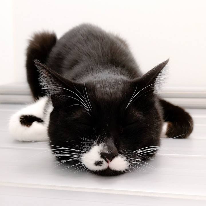 A5534709 4265 463c 828d db54e9eb784d 1545670488287