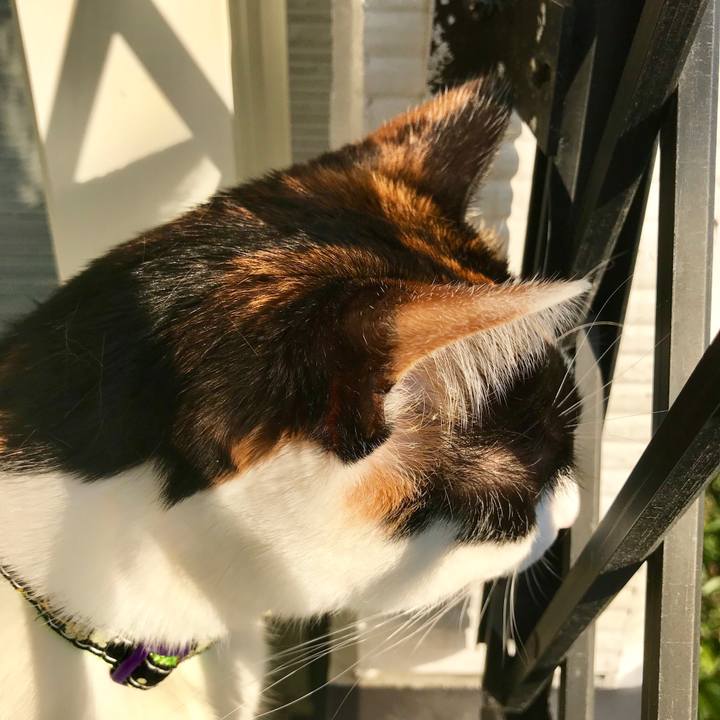 A55347ff 2b73 4c58 94f3 cc955962d720 1512283614351