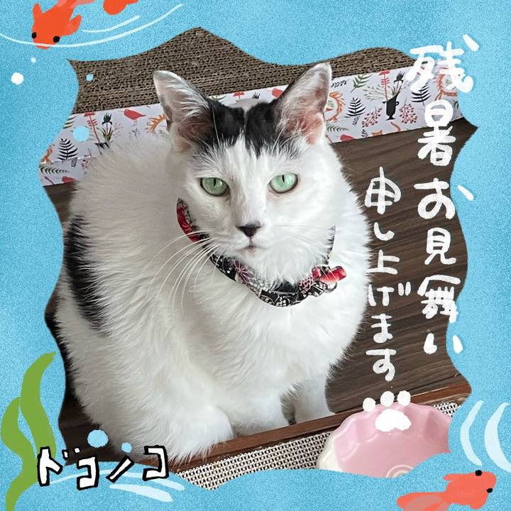 A5587031 836c 4401 afcd f866e64e2924 1723348106011