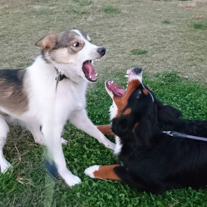 A558e322 4e71 4df4 a901 dc99c8951a43 1510492760158