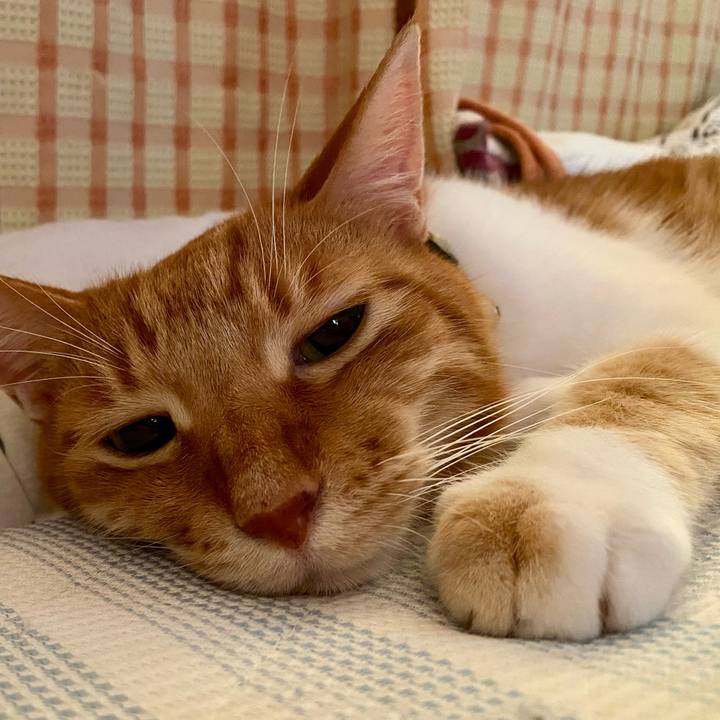 A558f69b 60f7 4467 a226 fcf5df610c6c 1754314422667