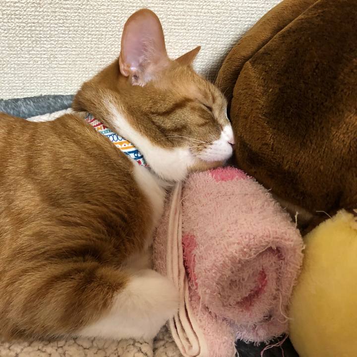 A559441c 811c 4178 906b 73813308f58e 1582210332666