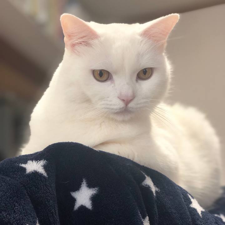 A55bb4c3 3e00 40ca afcb 1f8d02e31273 1550806736189