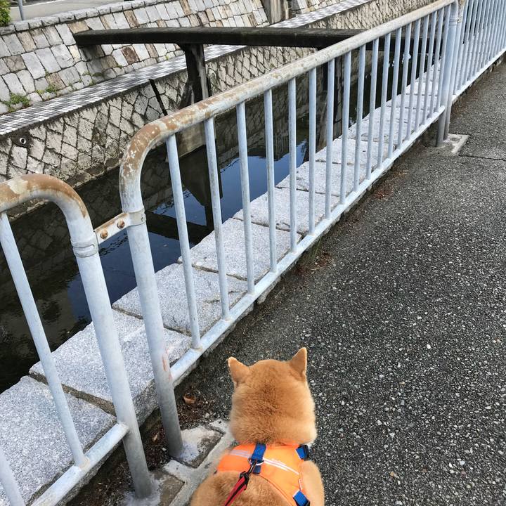 A55ccd7b e75c 49de a9fc d338cf236d4c 1525843847732