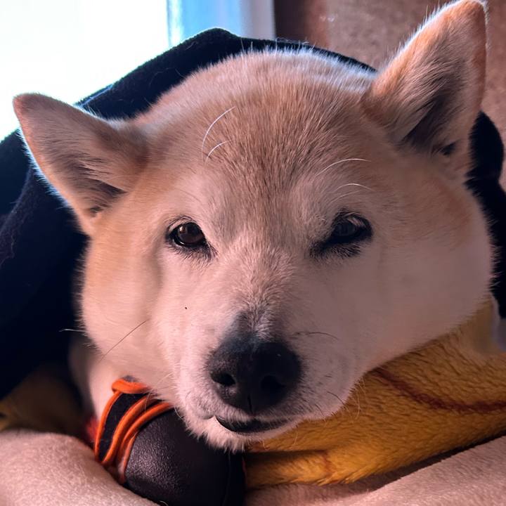 A55e76b8 8b9c 4b79 ab07 269c036189c1 1738994129394