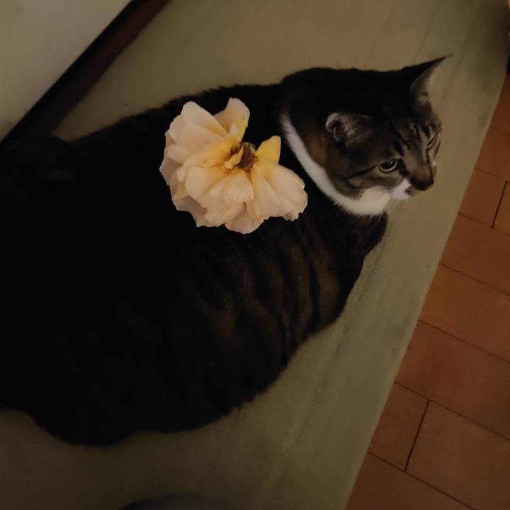 A55eb973 11c3 49df 9d3d e7004c6d63af 1591406281433