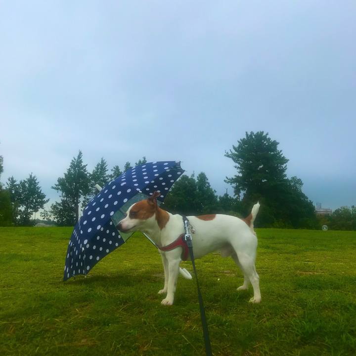 A55f2b03 7a4b 4b2c 859e 19c8fdf83dbd 1537012488366