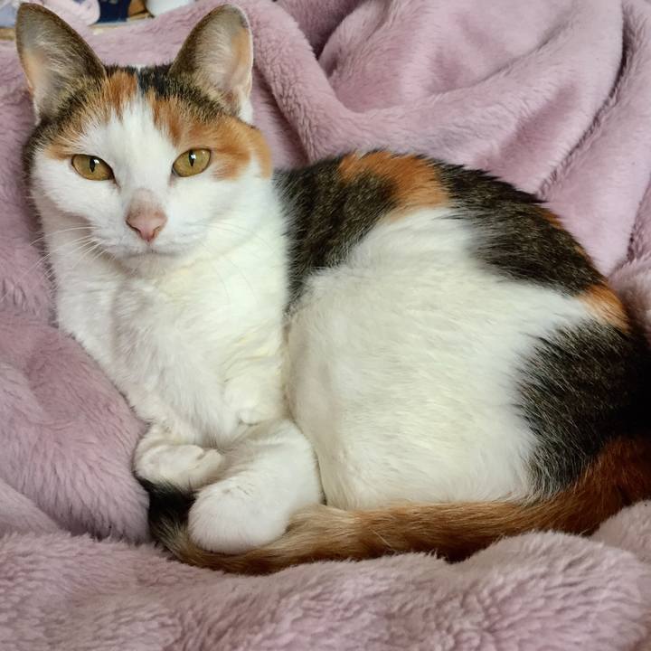 A55f5cc3 abc4 466a 8939 73c5f2945ddb 1518856321262