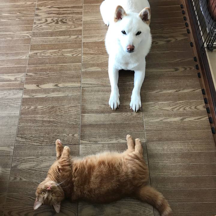 A56151bc 7bf9 4e4d 9fc1 46f6e9df7ecd 1532995635572