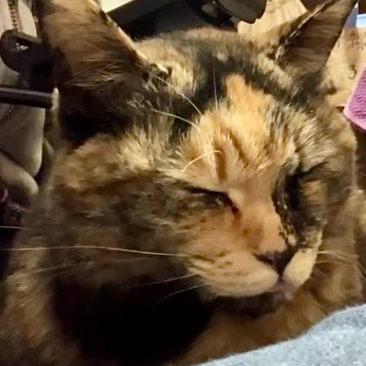 A56229f9 b12b 4cb2 bb3a 4151a52e6f9a 1739065842575