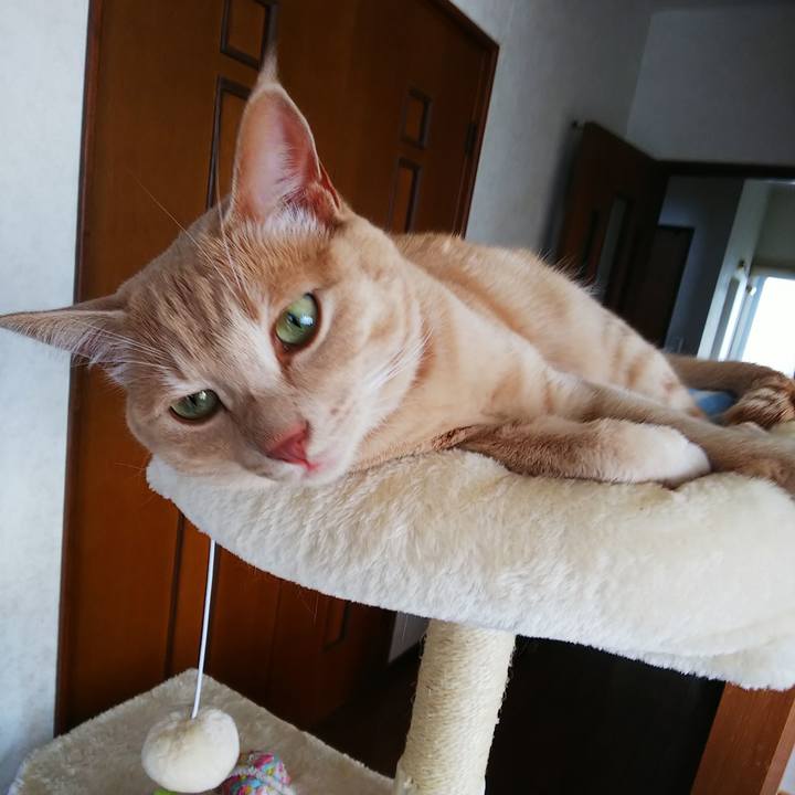 A5647ff5 0b90 4099 aabf 32a20a7b57fb 1597365982503