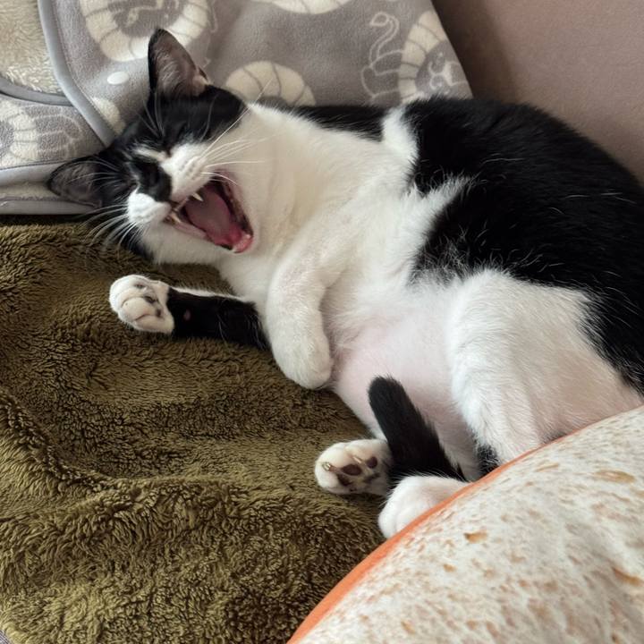 A5656230 3032 4c98 bfb2 f3f6d1090c78 1759717636722