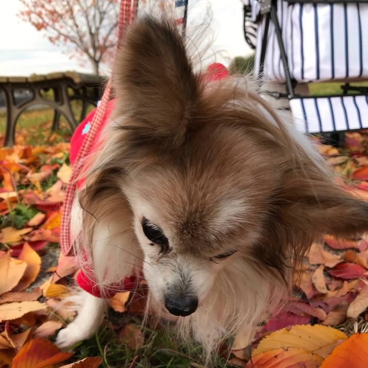 A565b2ed bde5 482e 96f1 0b20a195c13b 1512366304272