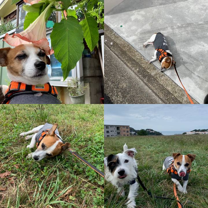 A5683cd5 8d37 4ef5 ac6a 417f1819603a 1603328906639