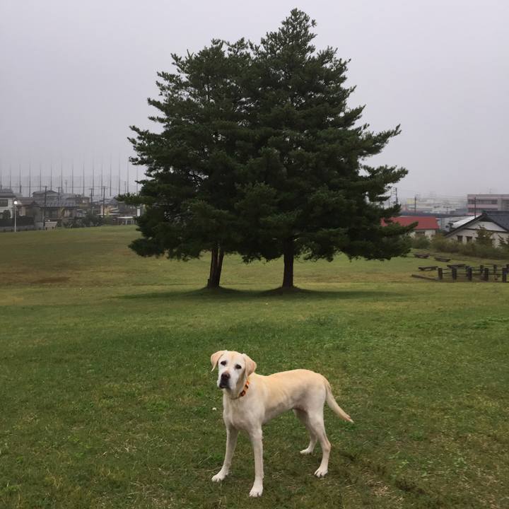 A56a8e46 0bbc 48aa a4d5 73c638e754a9 1508191652265