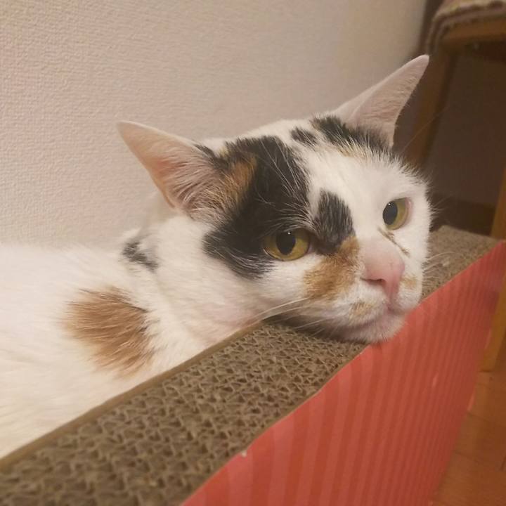 A56f6321 e58e 40a0 b1c3 ea5322b09500 1556544084019