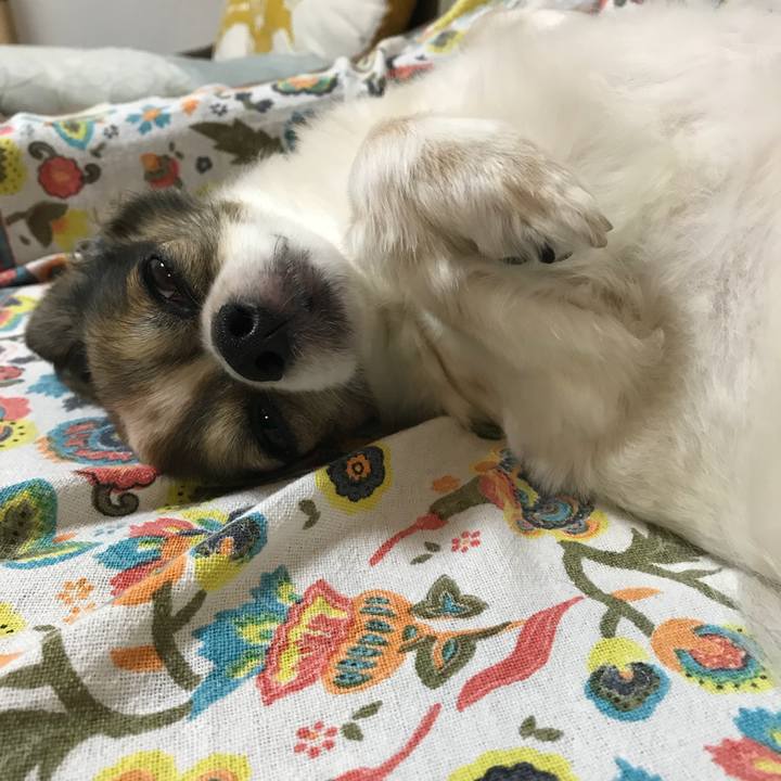 A5743eb2 4a35 4075 b1cc d532c28d0a5a 1529933928427