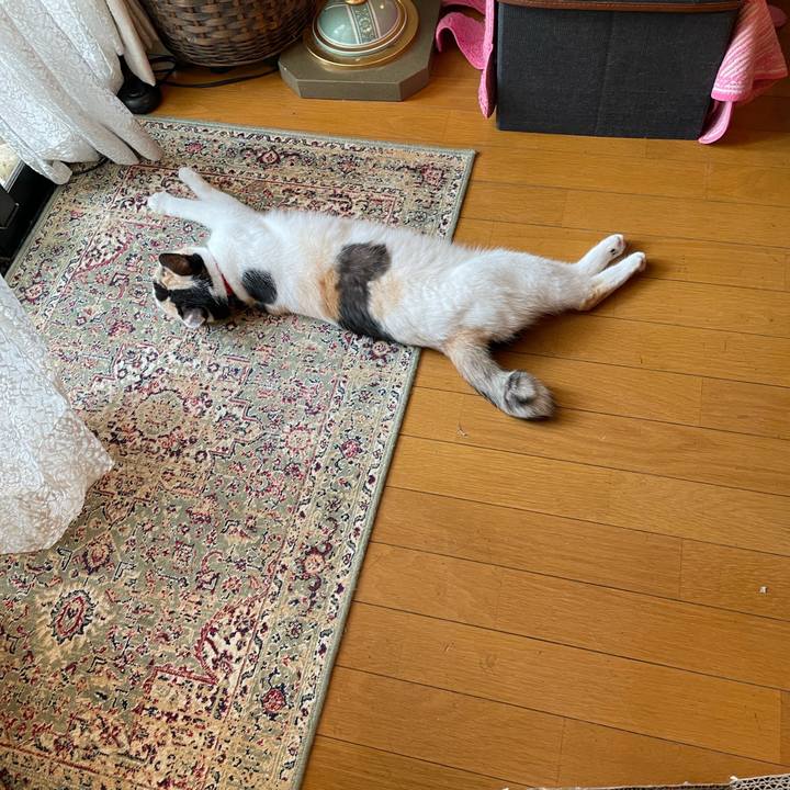 A577f5a5 dd08 43e4 99bc 19ce5cd7456a 1720244950935