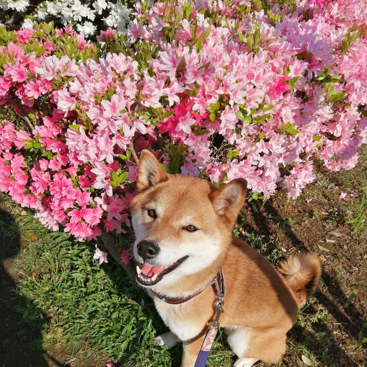 A5781126 a659 4532 9a30 70c4ea76377c 1587800086449