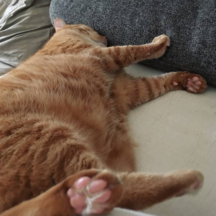 A57a8c72 9d7d 4378 8729 a3c459e1a1be 1593044135971