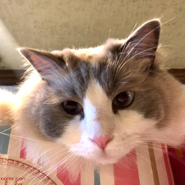 A57f9cce 540a 46fe a51f f18243706397 1590067563944