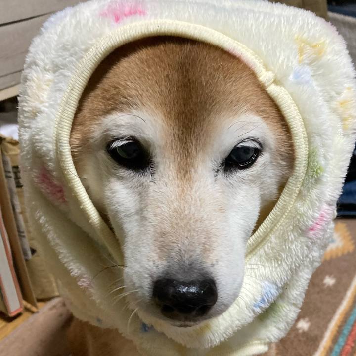 A580a510 afe0 4938 a550 d06e795c41f6 1764937791786