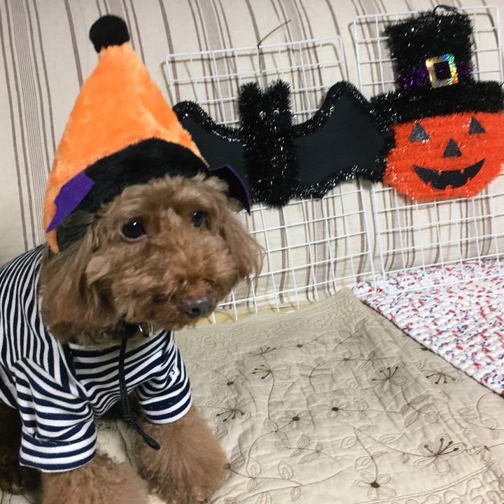 A5813b52 1b5e 4faa b4f5 d74d5fe641c8 1539251887051