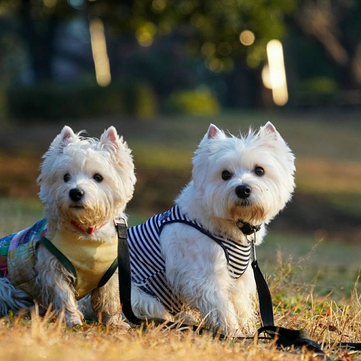 A5833333 291e 4280 8fb0 9c1a20a7fe95 1512479526234