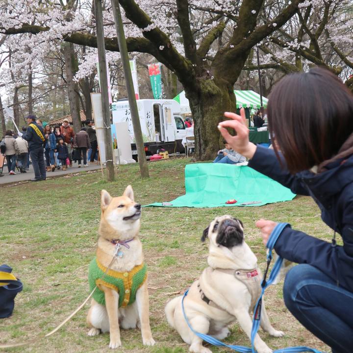 A58645d0 29de 4c20 b618 468ee17d85f2 1554035999894