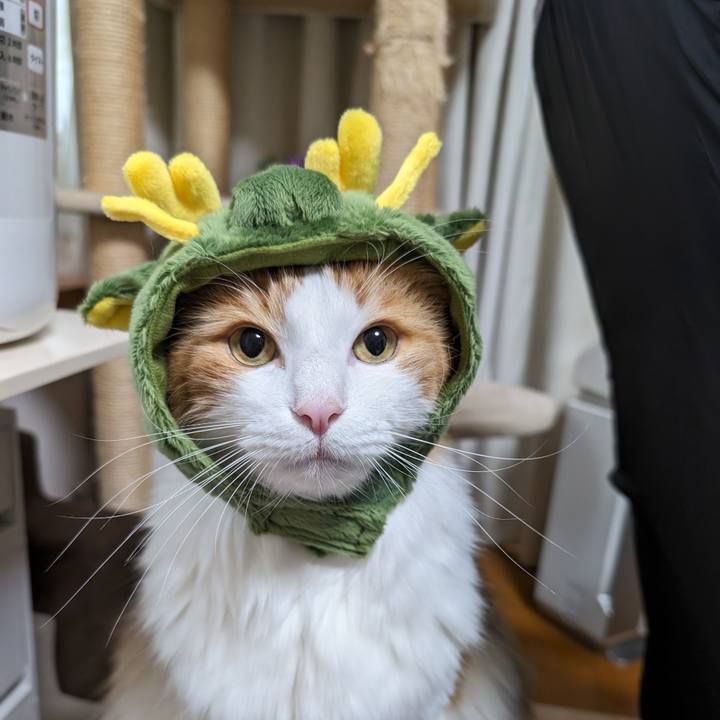 A5885e83 02d9 47a6 b7cf 4eca47ba2954 1699666015889