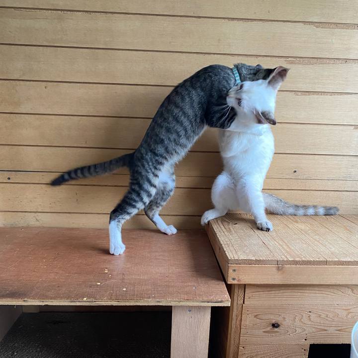 A5886129 5296 4d8d a8e3 463b82880070 1629852752831