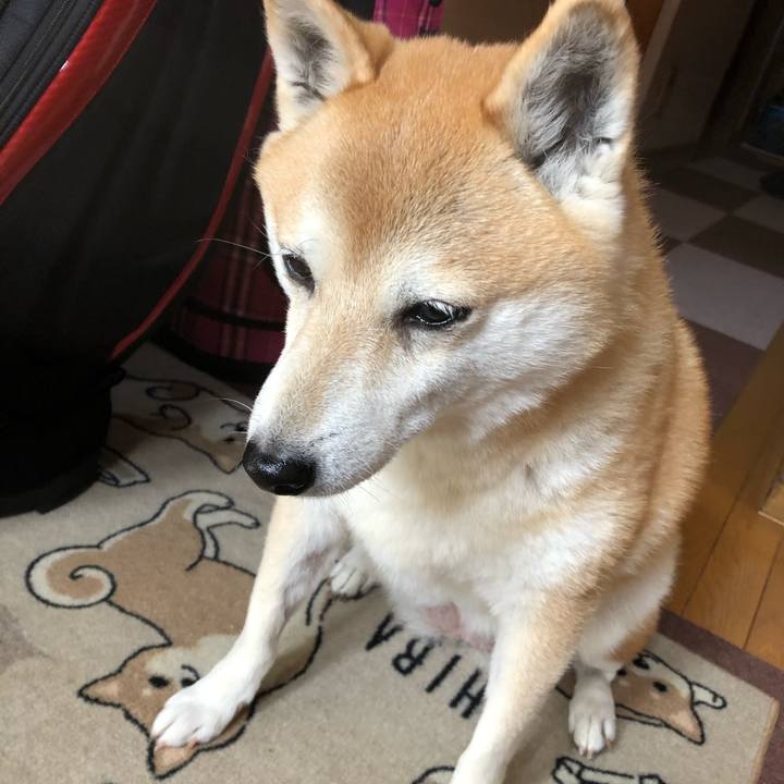 A58a3969 63df 442f 9d44 19f885841552 1606028077286