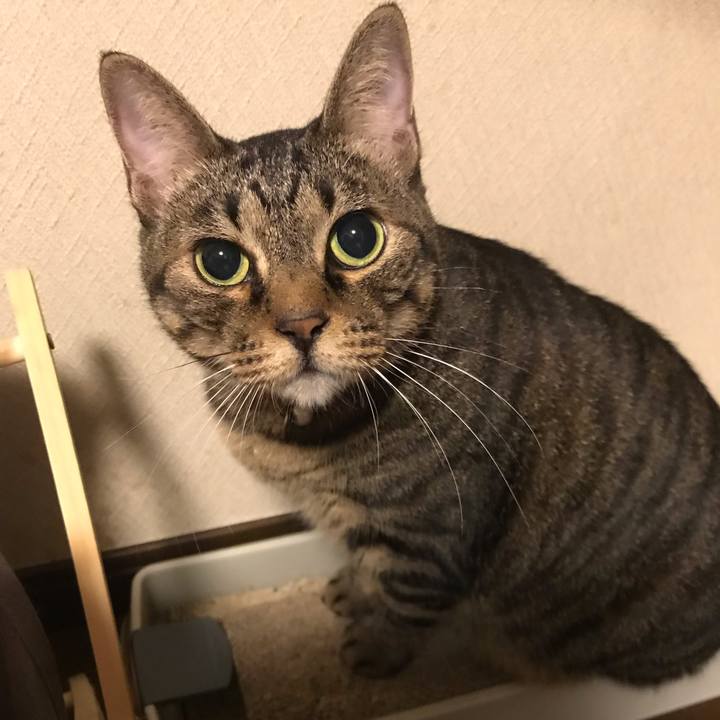 A58ce183 c2f5 4b4b aa00 d87bdd1bf41e 1540647506334