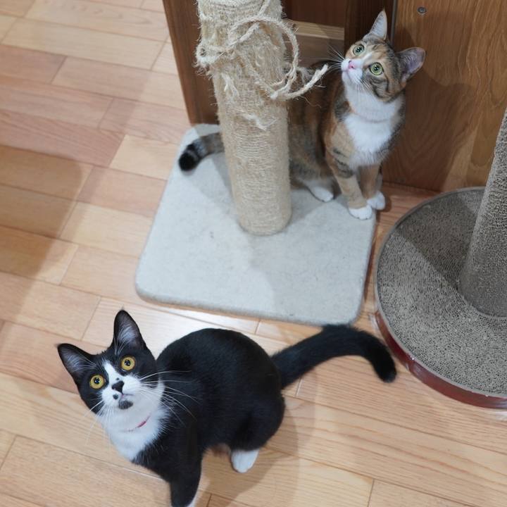 A58de0c4 f544 4d0a 952a 32e7e69f31cd 1598182153203