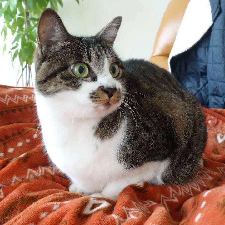 A58e0289 38b8 4606 9e64 0d1554b3dda2 1763821818793